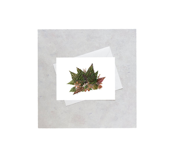 Floral Begonia Greeting Card