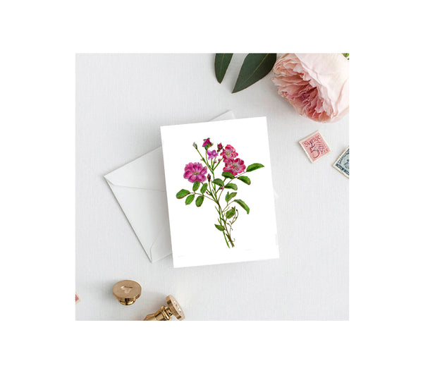 Pink Rose Greeting Card