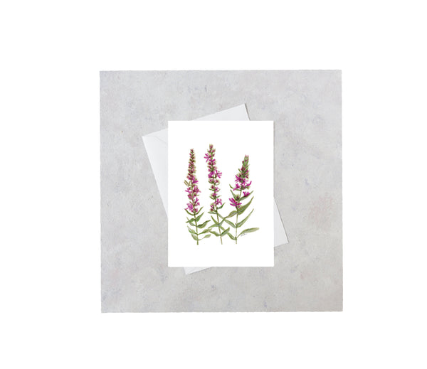Purple Loosestrife Greeting Card