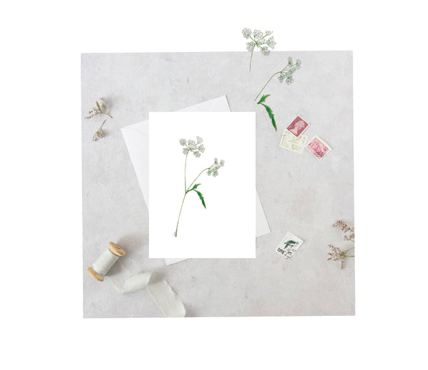 Queen Anne's Lace Greeting Card