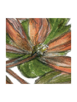 Floral Begonia Greeting Card