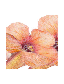Floral-Orange-Jubilee-bee Card