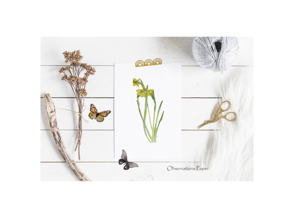 Garden Greeting Card Collection-Daffodil by Observations Paper