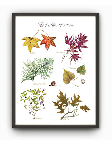 Leaf Watercolor & Pencil Print