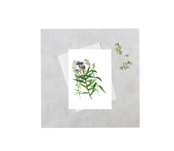 New England Aster Greeting Card