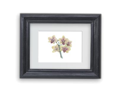 Orchid Greeting Card