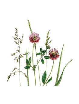 Red Clover greeting Card