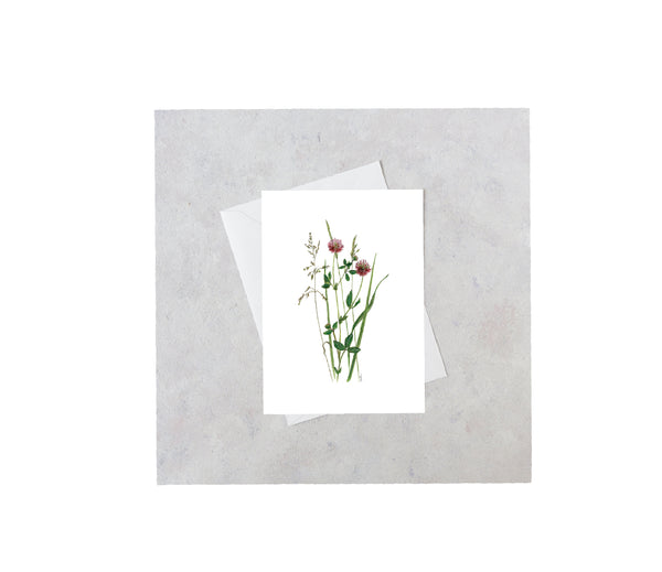 Red Clover Greeting Card