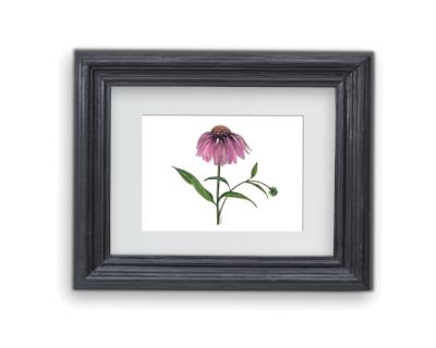 Frameable Greeting Card-Coneflower-Wildflower Collection